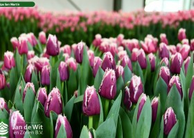 Tulipa San Martin ® (2)